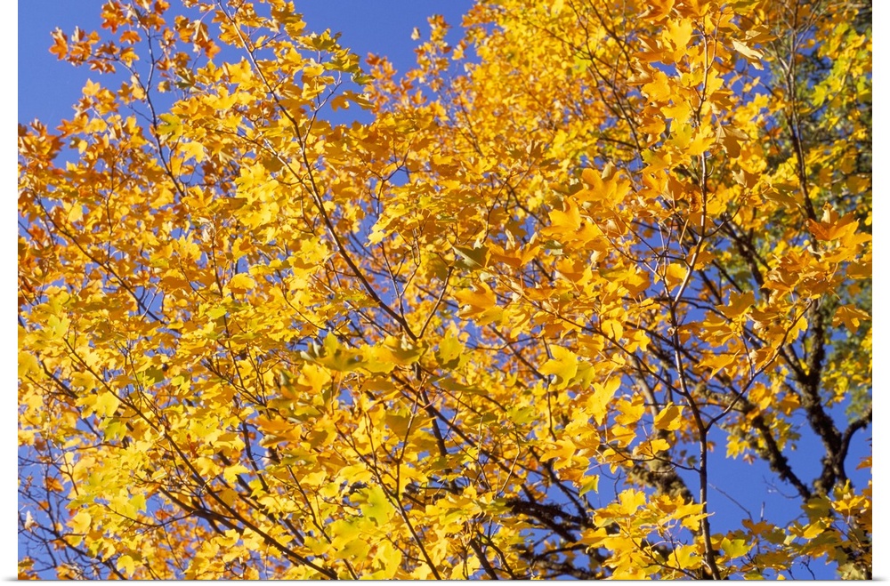 Autumn colours of leaves on tree in Rila Mountains, Rila National Park, Bulgaria, Europe