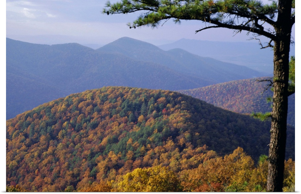 Autumn forest landscape near Loft Mountain, Shenandoah National Park, Virginia