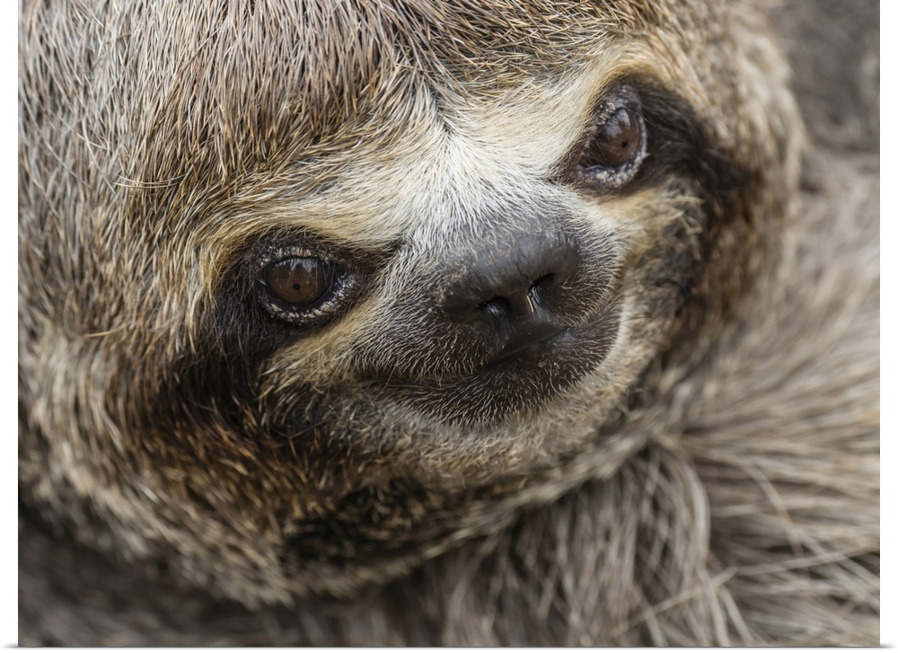Baby brown-throated sloth (Bradypus variegatus), San Francisco, Amazon Basin, Loreto, Peru, South America