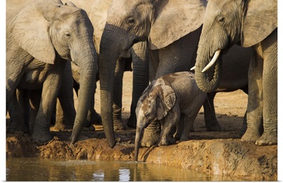 Baby elephant, Addo Elephant National park, Eastern Cape, South Africa