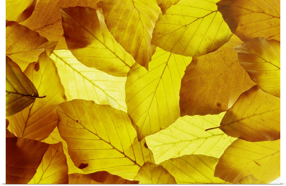 Back-lit autumnal beech leaves on lightbox
