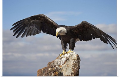 Bald eagle perched with spread wings, Boulder County, Colorado
