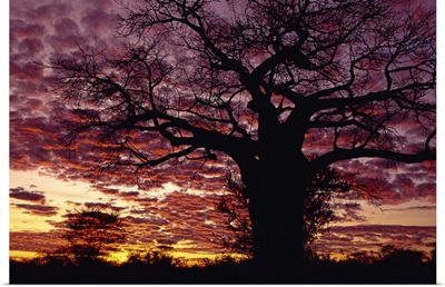 Baobab tree silhouetted by spectacular sunrise, Kenya, East Africa, Africa