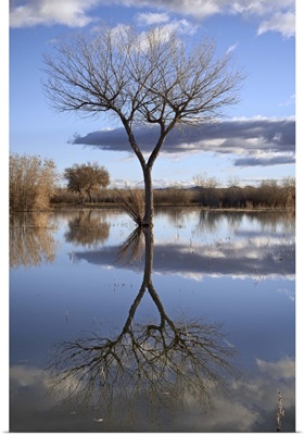 Bare tree reflected in a floodplain, Bosque del Apache, New Mexico