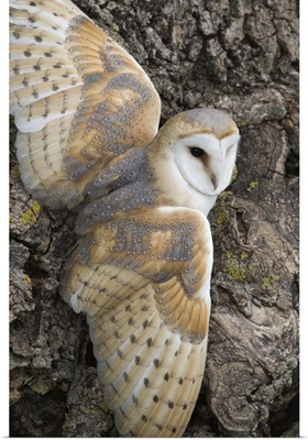 Barn owl, captive, Cumbria, England