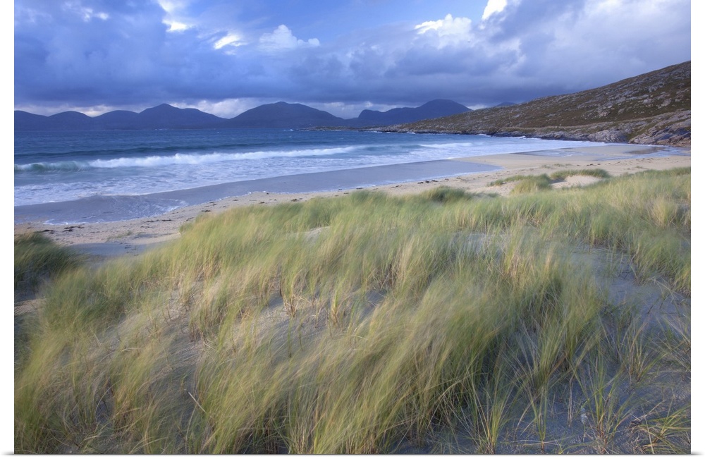 Beach at Luskentyre with dune grasses being blown, Outer Hebrides, Scotland