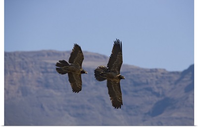 Bearded vulture, subadults, Giant's Castle reserve, KwaZulu Natal