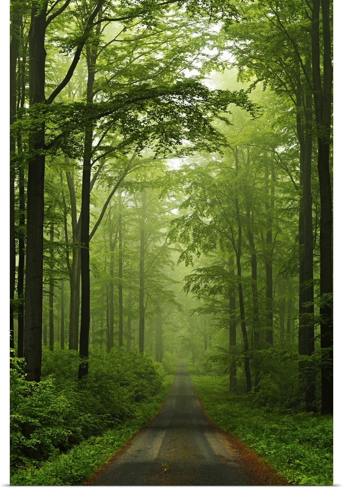 Beech forest, Erzgebirge, Saxony, Germany, Europe.