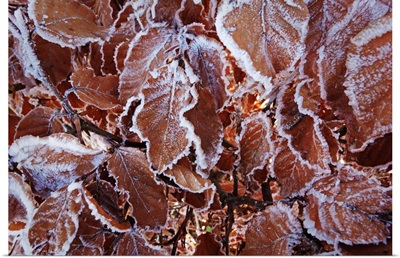 Beech Leaves With Hoar Frost, Swabian Alb, Baden-Wurttemberg, Germany