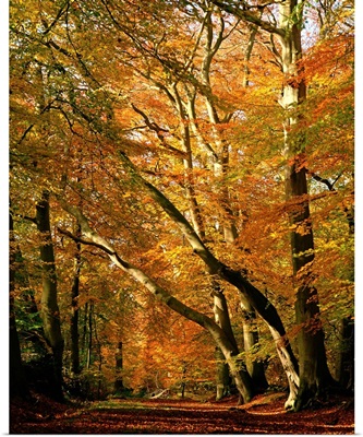 Beech trees in autumn foliage, Buckinghamshire, England, UK