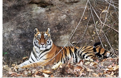 Bengal tiger, Bandhavgarh National Park, Madhya Pradesh, India