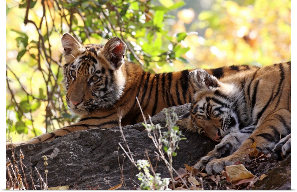 Bengal tiger, Bandhavgarh National Park, Madhya Pradesh, India, Asia