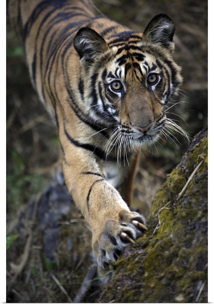 Bengal Tiger (Panthera tigris tigris) wild male cub, critically endangered. Bandhavgarh Tiger Reserve, India.