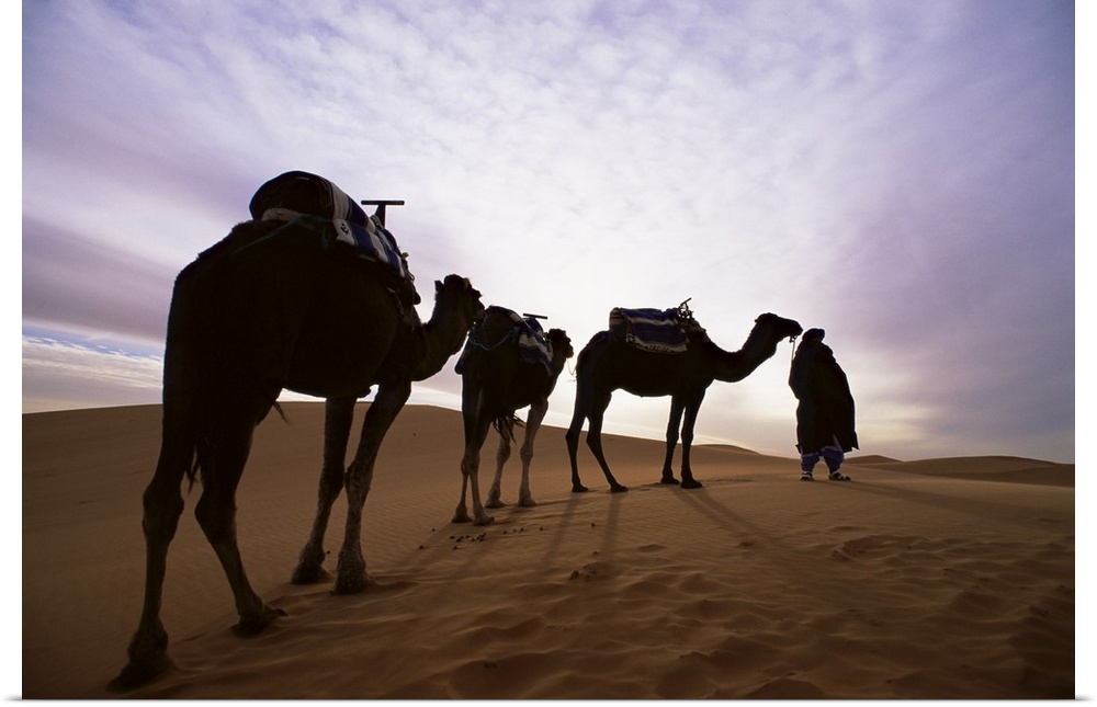 Berber camel leader and camels in Erg Chebbi sand sea, Sahara Desert, Morocco