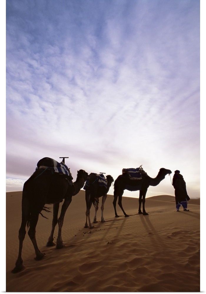 Berber camel leader with three camels in Erg Chebbi sand sea, Sahara Desert, Morocco