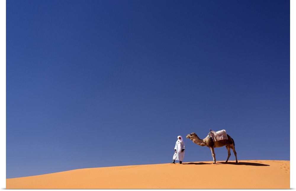 Berber man with camel on the ridge of an orange sand dune in the Erg Chebbi sand sea, Sahara Desert near Merzouga, Morocco...