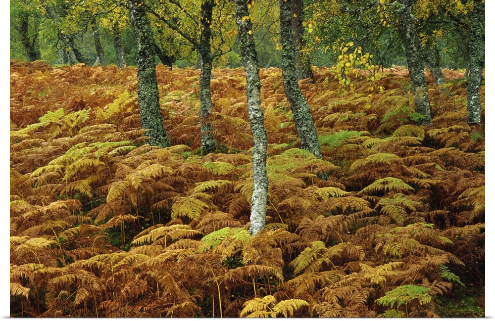 Birch trees and bracken in autumn, Glen Strathfarrar, Scotland