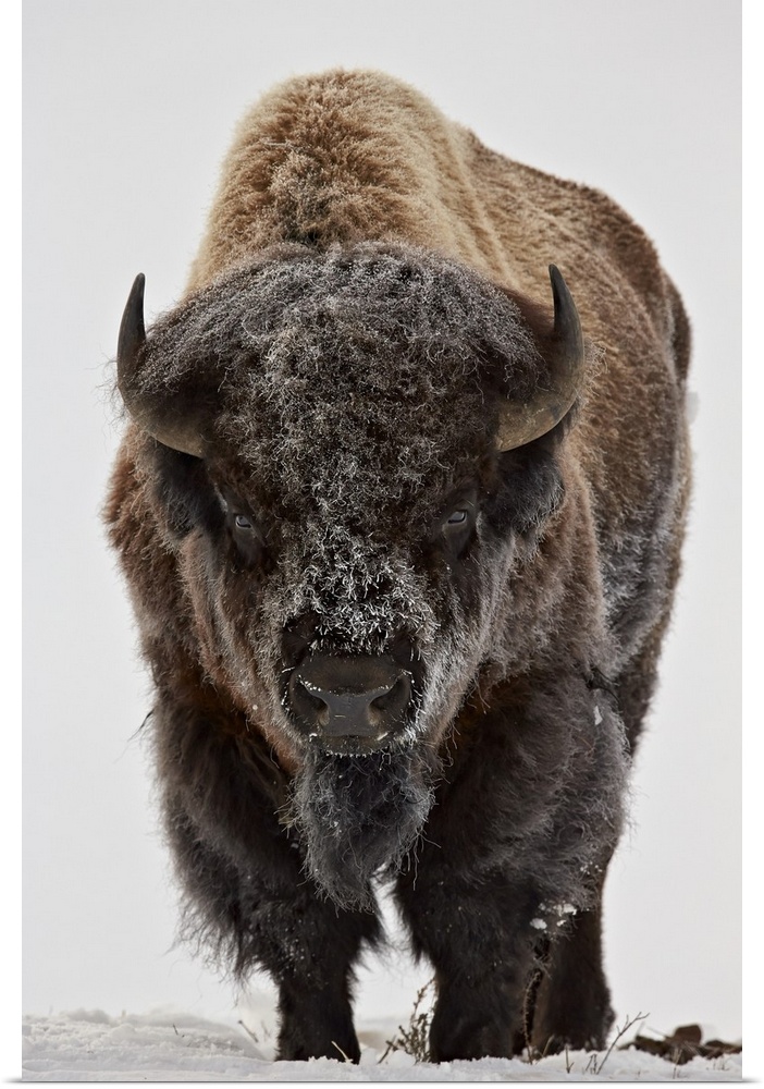 Bison (Bison bison) bull covered with frost in the winter, Yellowstone National Park, Wyoming, United States of America, N...
