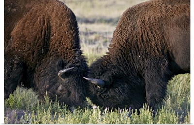 Bison bulls sparring, Custer State Park, South Dakota