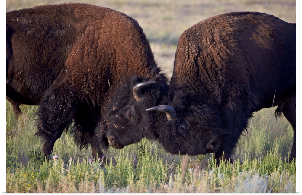 Bison bulls sparring, Custer State Park, South Dakota, USA
