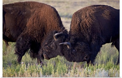 Bison bulls sparring, Custer State Park, South Dakota, USA