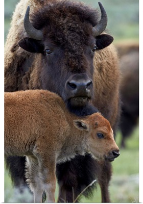 Bison cow and calf, Yellowstone National Park, Wyoming