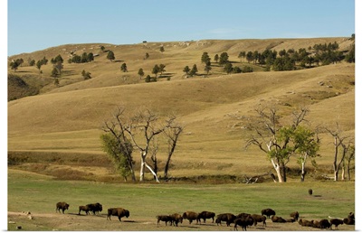 Bison herd, Custer State Park, Black Hills, South Dakota