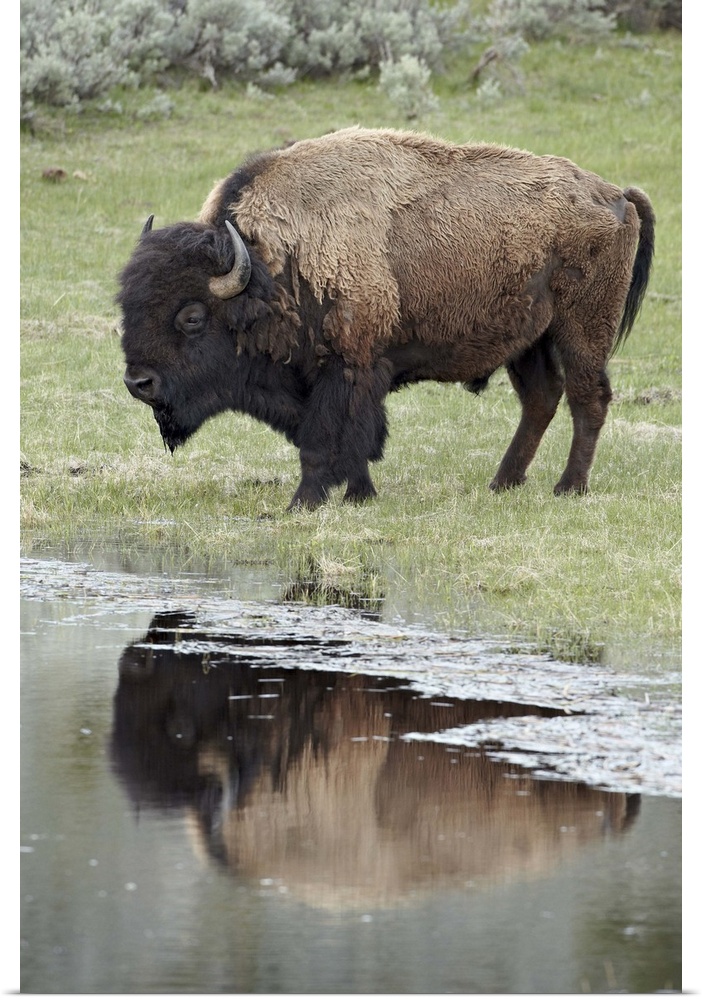 Bison reflected in a pond, Yellowstone National Park, Wyoming