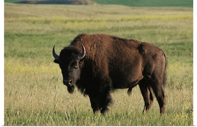 Bison, Theodore Roosevelt National Park, North Dakota