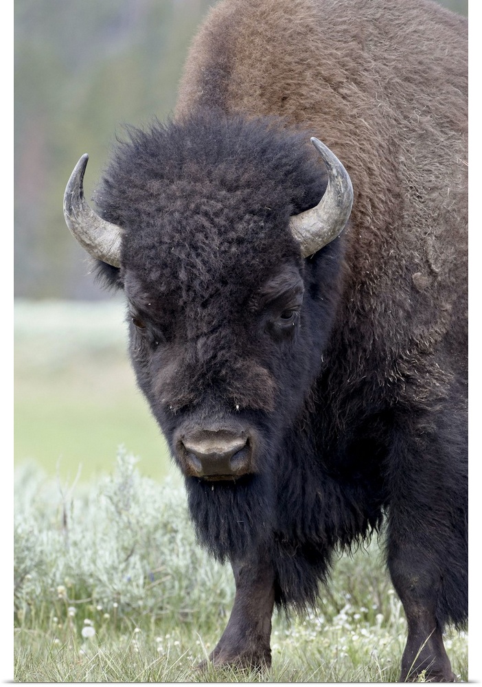 Bison, Yellowstone National Park, Wyoming