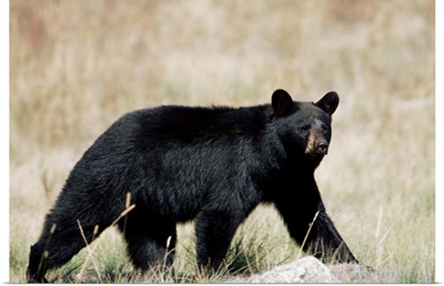 Black bear, outside Glacier National Park, Montana