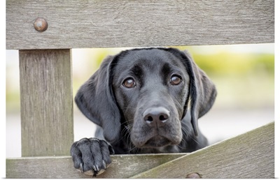 Black Labrador puppy looking through a gate, United Kingdom, Europe