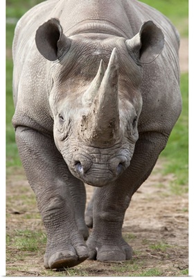 Black rhino (Diceros bicornis), captive, native to Africa