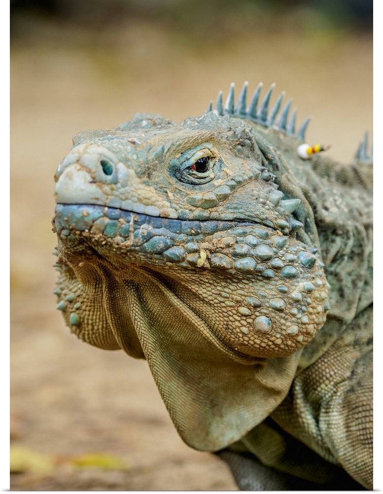 Blue iguana (Cyclura lewisi), Queen Elizabeth II Botanic Park, North Side, Grand Cayman, Cayman Islands, Caribbean, Centra...
