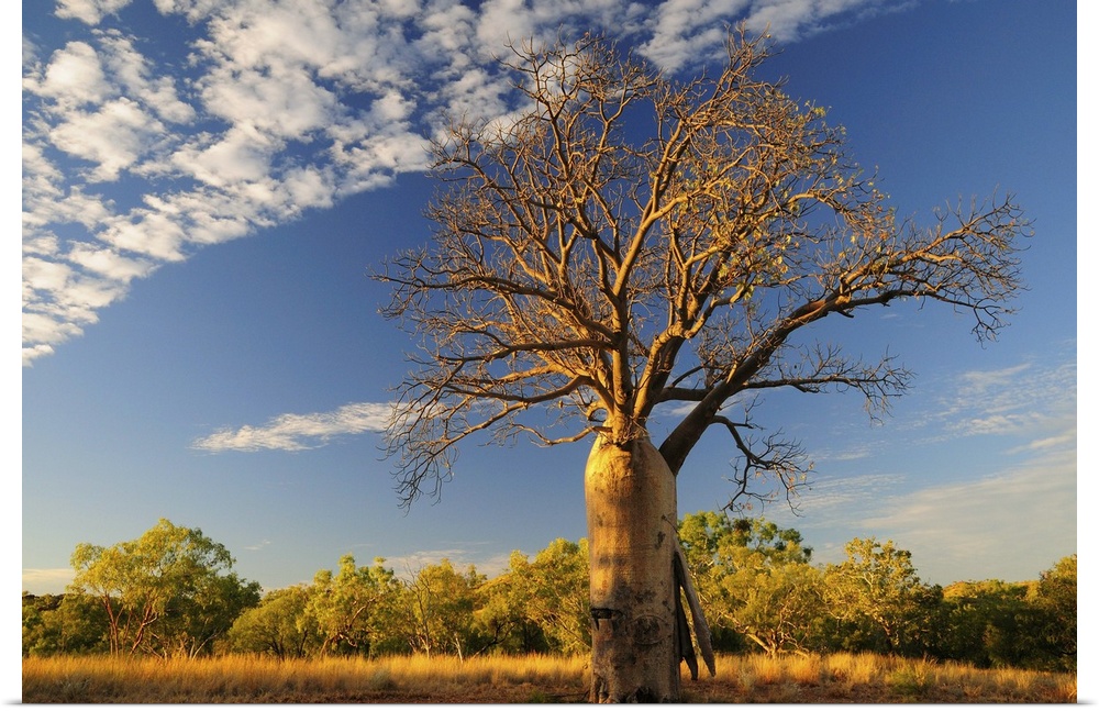 Boab tree, Kimberley, Western Australia, Australia, Pacific