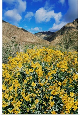 Brittlebushes, Sonoran Desert, Anza-Borrego Desert State Park, California