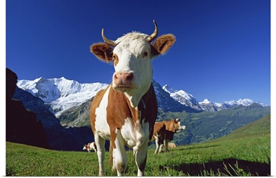 Brown and white cow in alpine meadow, First, Grindelwald, Bern, Switzerland