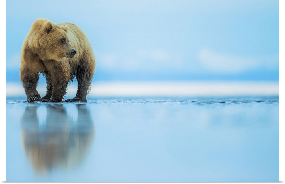Brown bear (Ursus arctos), Lake Clark, Alaska, United States of America, North America