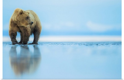 Brown Bear, Lake Clark, Alaska