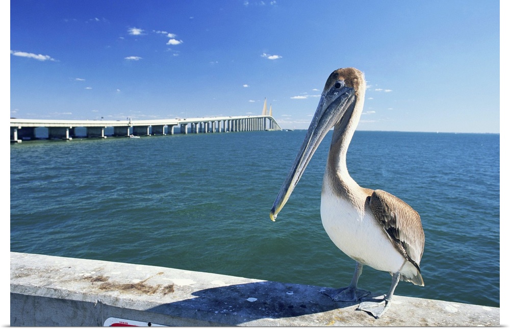 Brown pelican in front of Sunshine Skyway Bridge, Tampa Bay, Florida, USA