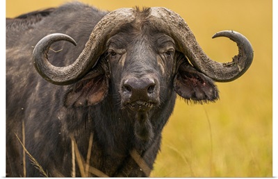 Buffalo In The Maasai Mara National Reserve, Kenya