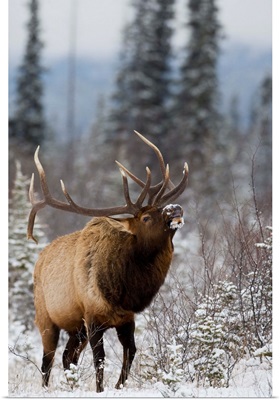 Bull elk bugling in the snow, Jasper National Park, Alberta, Canada