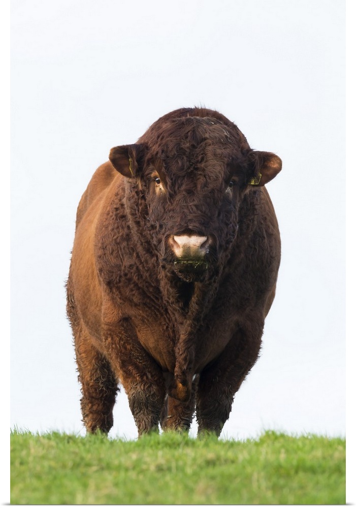 Bull in farmer's field, Islay, Scotland, United Kingdom, Europe