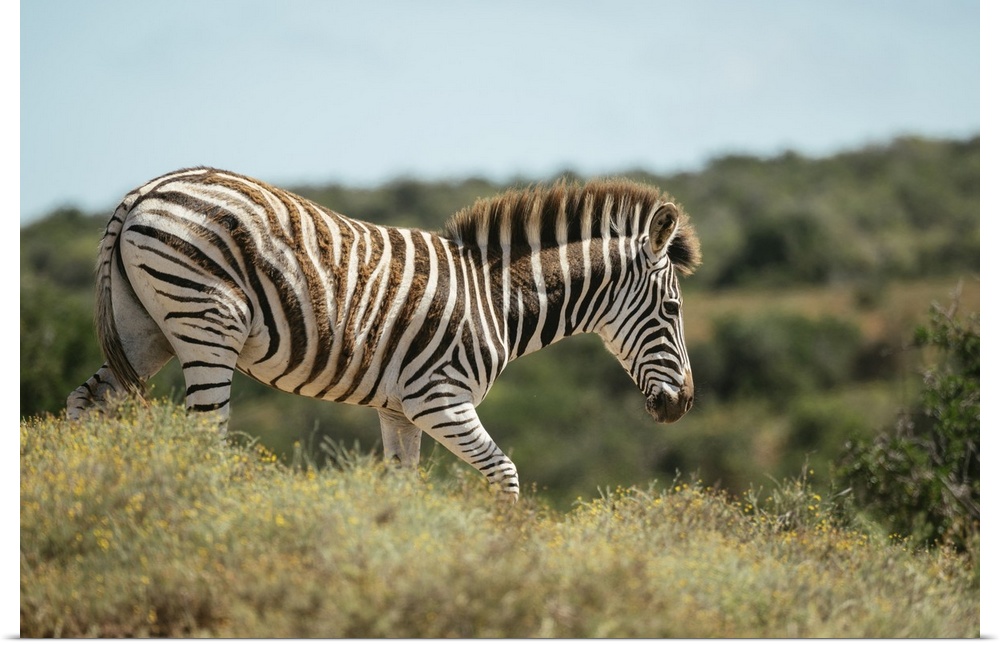 Burchells Zebra, Addo Elephant National Park, Eastern Cape, South Africa, Africa