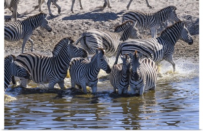 Burchell's Zebra Drinking In Boteti River, Makgadikgadi Pans, Kalahari, Botswana, Africa
