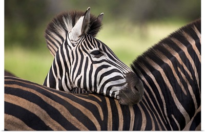 Burchell's zebra, resting, Kruger National Park, South Africa