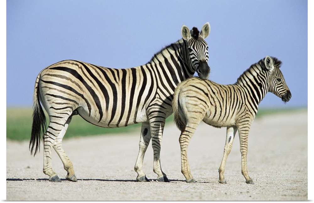 Burchell's (Plains) zebra, with foal, Equus burchelli, Etosha National park, Namibia, Africa