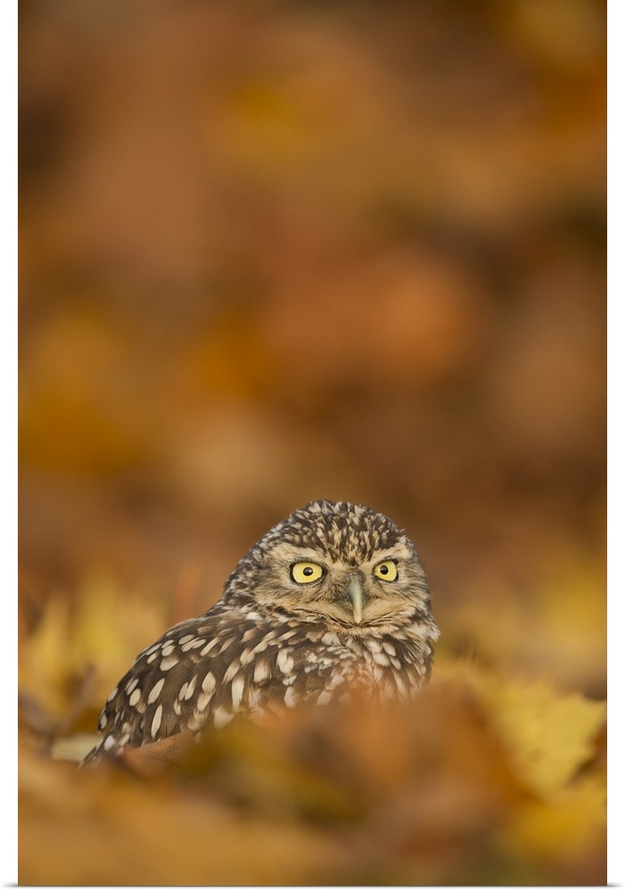Burrowing owl (Athene cunicularia), among autumn foliage, United Kingdom, Europe