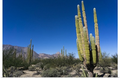 Cacti in dry desert like landscape, Baja California, Mexico
