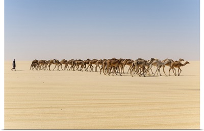 Camel Caravan On The Djado Plateau, Sahara, Niger